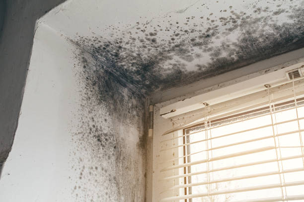 Affordable Mold Cleanup solutions in Long Beach, WA